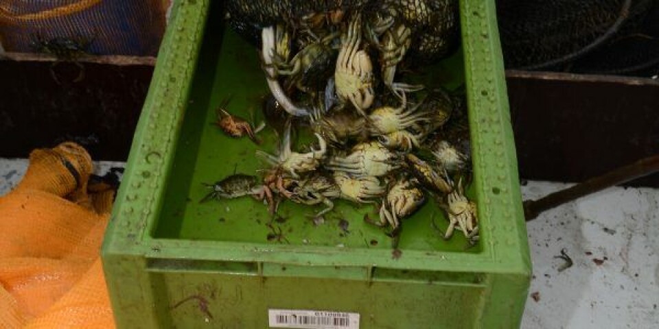 Fiskere og dyreparker i unikt fodersamarbejde Krabbe 5