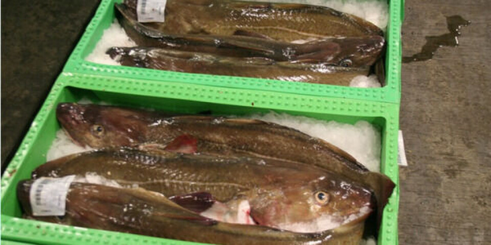 Er det ok, at en fiskekasse står direkte på gulvet? Det er Fødevarestyrelsen og Danske fiskeauktioner uenige om. Foto: Danmarks Fiskeriforening