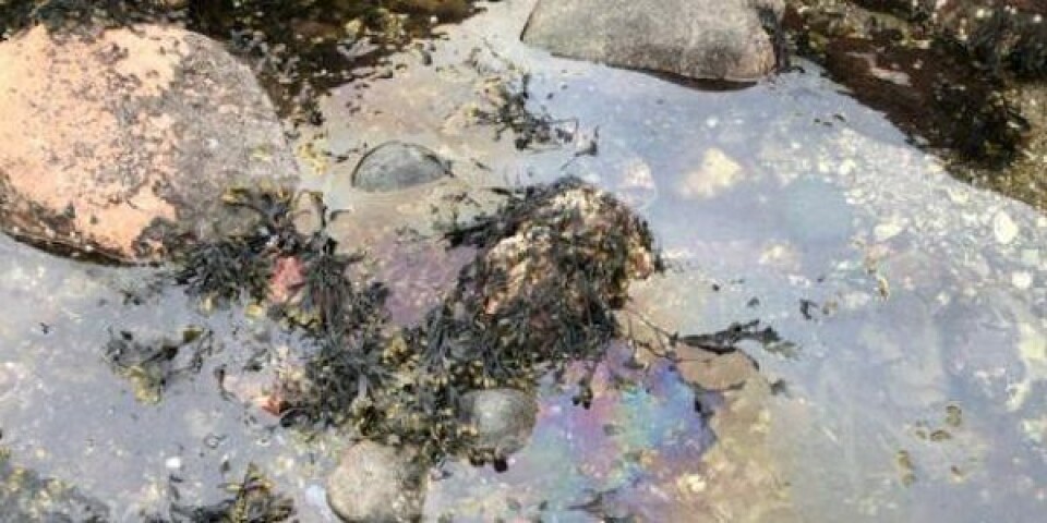 Chok: Massivt olieudslip i dansk fjord oie_tfXKKmju8X5w