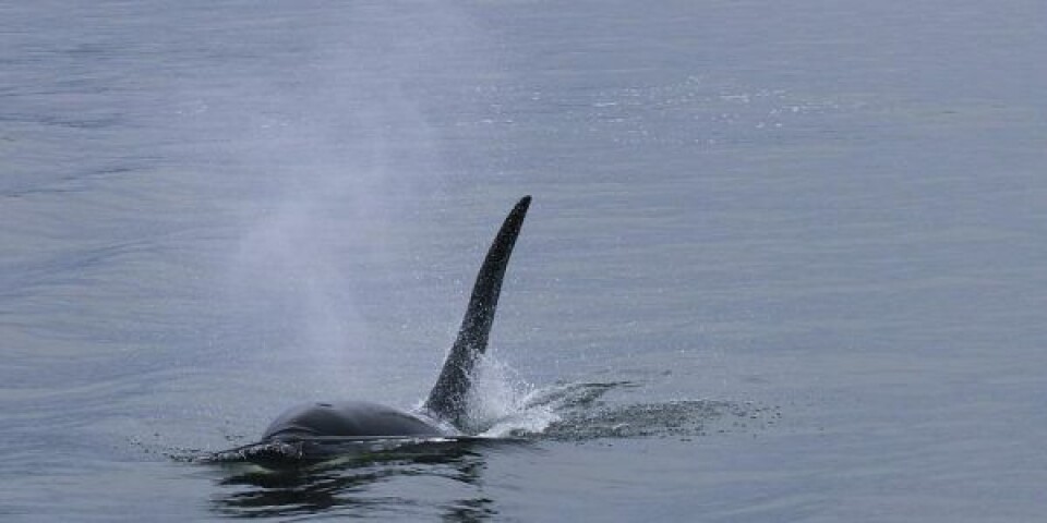 Spækhugger på lavt vand. Dette er ikke den omtalte spækhugger fra Limfjorden. Arkivfoto: World Animal Protection Danmark