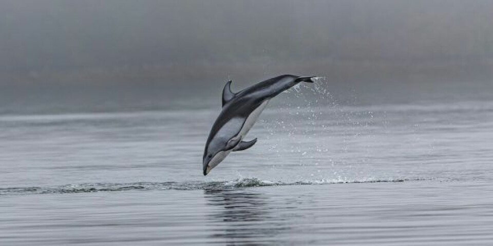 Dyreværnsoganisation kalder Færøernes delfinkvote for et bluffnummer