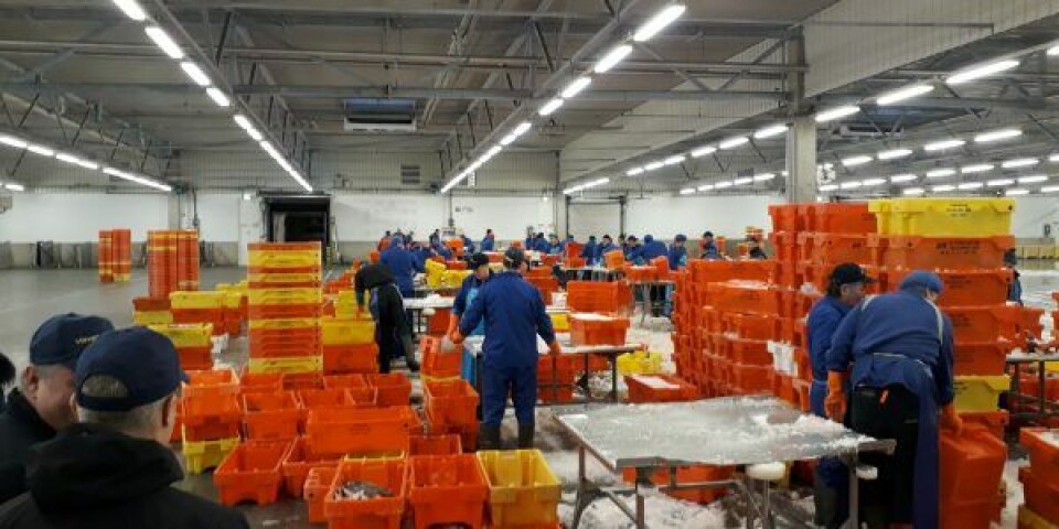 Sådan placeres fiskekasser under sortering på en fiskeauktion i Holland. Foto: Poul Ole Nielsen