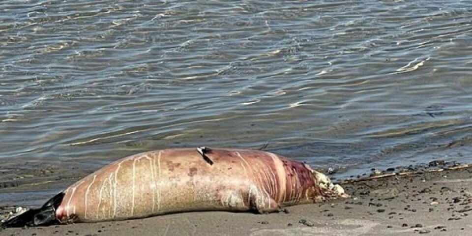 Død sæl på stranden. Foto: Miljøstyrelsen
