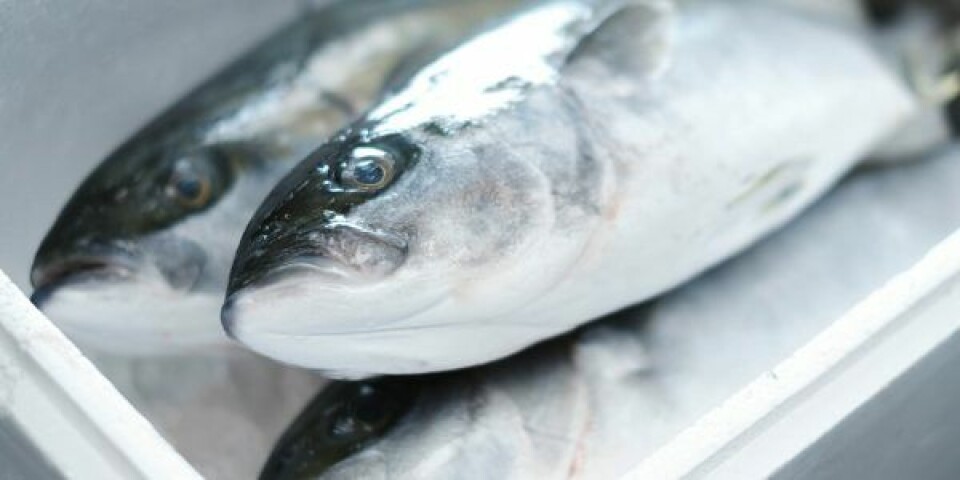 Foto: Nordic Kingfish Hanstholm
