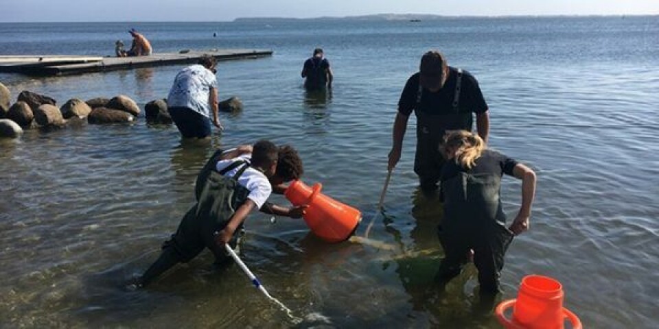 Biologi i strandkanten. Foto DTU Aqua