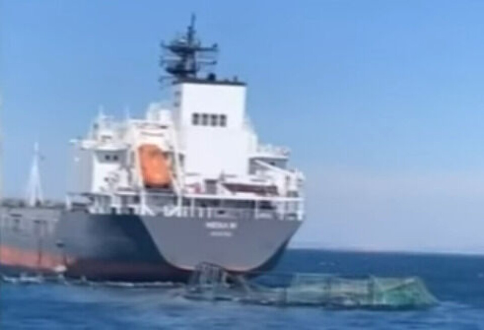Video: Bulkcarrier torpederer fiskeopdræt – En million fisk sluppet fri Video: Bulkcarrier torpederer fiskeopdræt – En million fisk sluppet fri