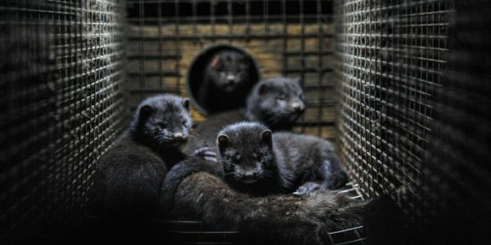 Døde mink spiser ikke fiskeaffald Foto: Jo-Anne McArthur, Unsplash