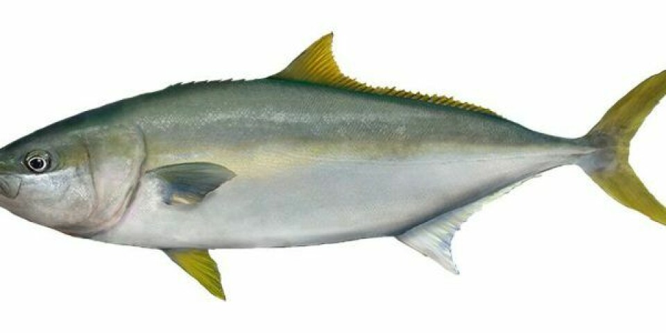 Kingfish er især efterspurgt i sushi-kredse, og nu fordobler dambrug produktionen.