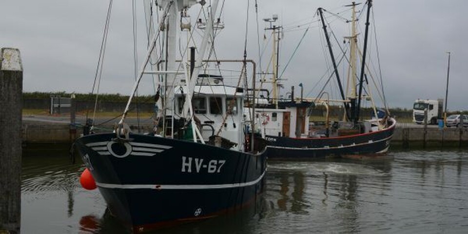 Bomtrawleren ”Juvredyb” ankommer til Kommandørkajen i Havneby på Rømø. Foto: Jens Nørgaard.