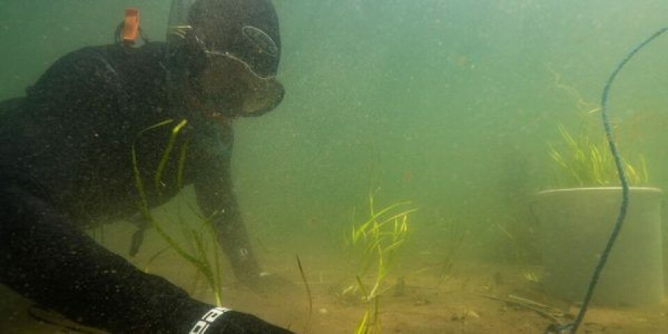 Ålegræsudplantning i Vejle Fjord. Ålegræsudplantning i Vejle Fjord. Foto: Troels Lange / Tænketanken Hav