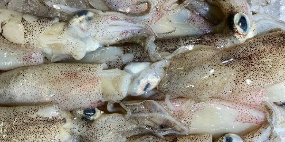 Blæksprutter. Foto: John Cameron / Unsplash