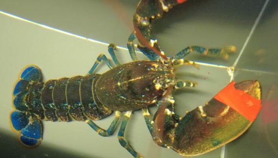 En hummer - her set på Nordsøen Oceanarium i Hirtshals.