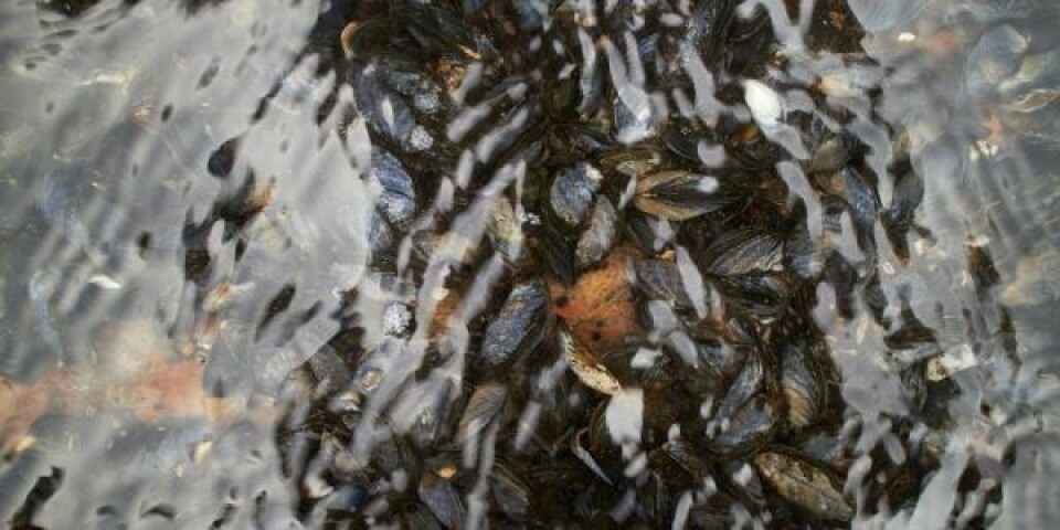 Der er risiko for skaldyrsforgiftning, hvis man spiser muslinger, der er indsamlet ved Thisted Bredning indeholde algegift. Årsagen er giftige alger. Foto: Fødevarestyrelsen