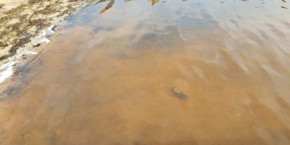Vandet ser sådan her ud, hvor der kan ses furealger. Foto: Aabenraa Kommune