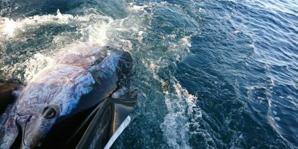 En blåfinnet tun trækkes op ad vandet klar til at blive mærket og sat ud igen. Foto: Kim Birnie-Gauvin ©