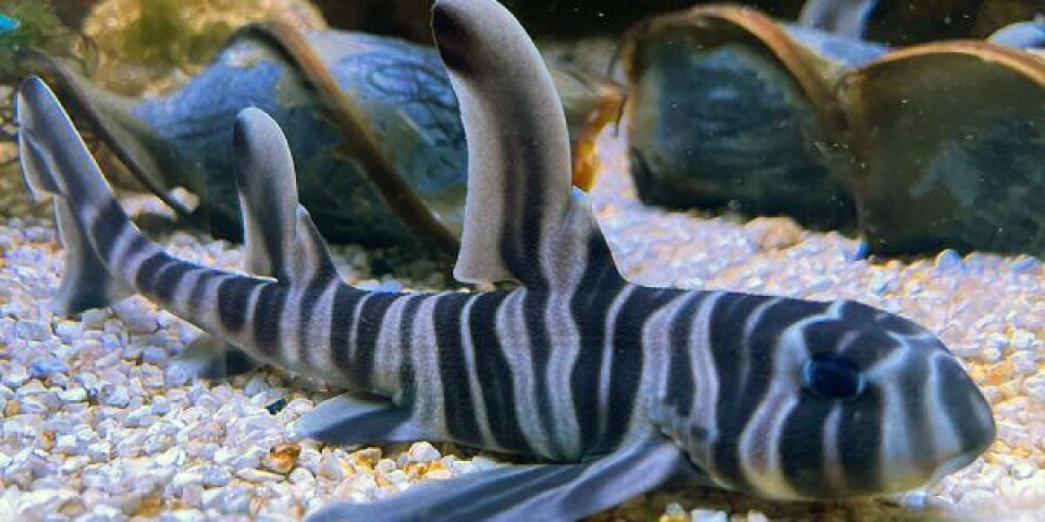 Zebrahornhajunge. Zebrahornhajunge. Foto: Kattegatcentret