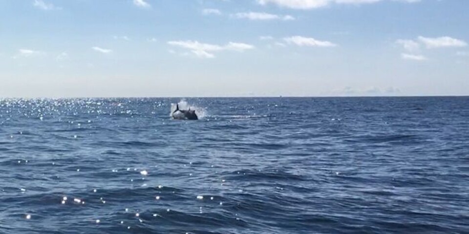 I dag deltager Kronprinsen i tunmærkning i Skagen I dag deltager Kronprinsen i tunmærkning i Skagen