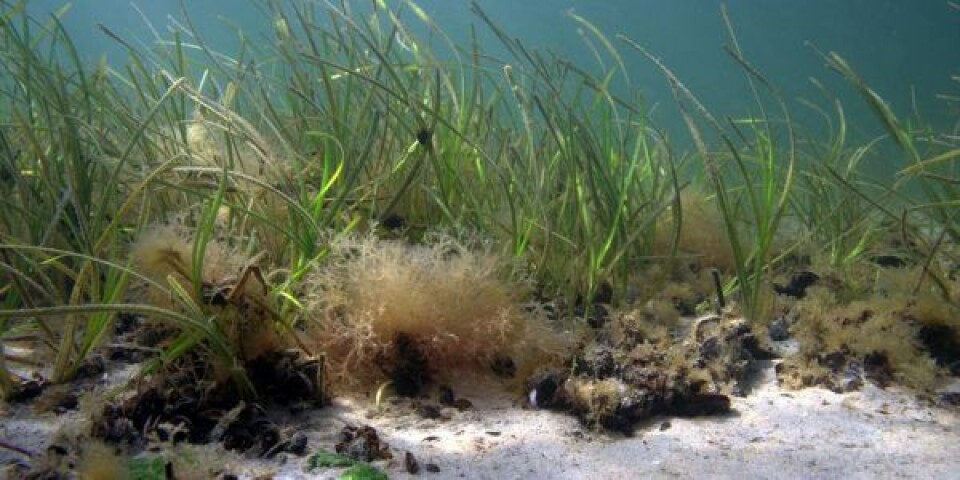 Landene omkring Østersøen – inklusive Danmark – er forpligtet til at skabe et sundt miljø i havet, og miljøkatastrofen i Oder er et varsel om, at vi skal til at komme i gang, mener WWF. Foto: WWF / Philipp Kastinger