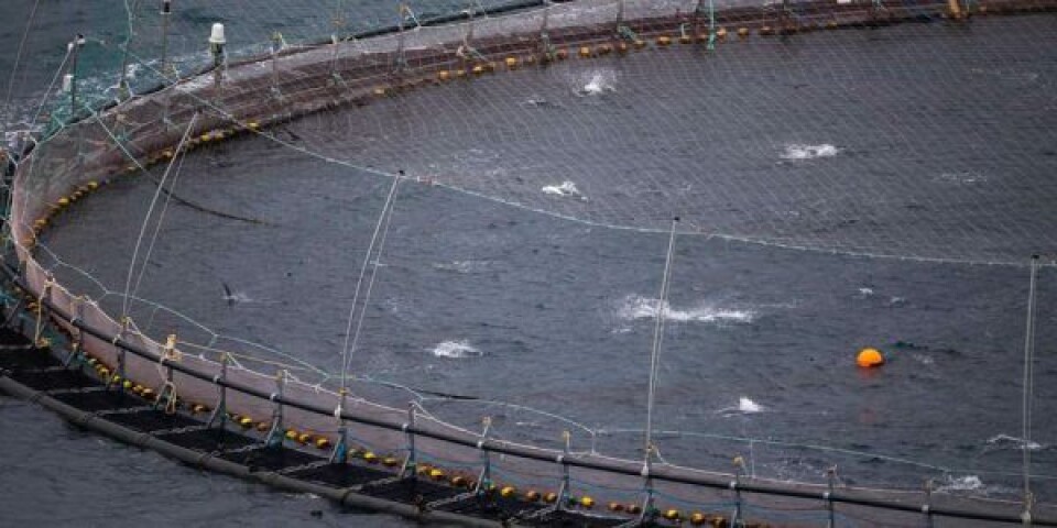 Skyder med skarpt mod Rasmus Prehn – Savner velfærd til fisk Foto: Asger Thielsen / Dyrenes Beskyttelse