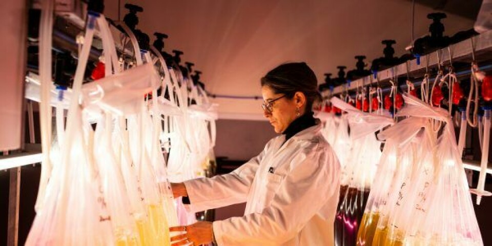 Seniorforsker på DTU Aqua, Camille Saurel, inspicerer poser med mikroalger, der bruges som foder til østersene. Foto: Ørsted