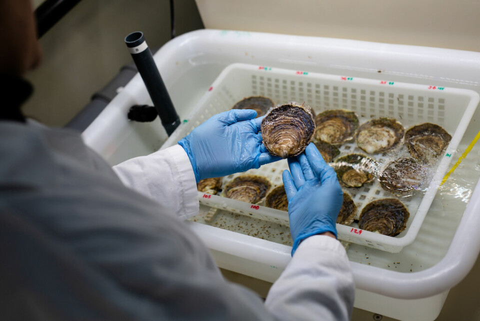 Europæiske østers i laboratoriet. Én beholder indeholder 15 moderdyr, der bruges til produktion af østerslarver.