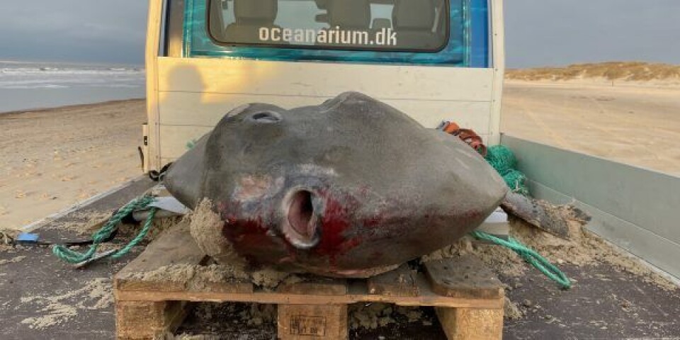 Klumpfisken på Saltum Strand. Foto: Nordsøen Oceanarium