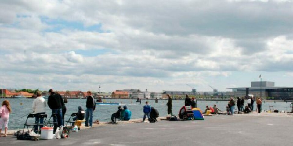 Københavns Havn og WWF i partnerskab om mere liv og natur 30-10-07_0069_6889-1600px-768x432