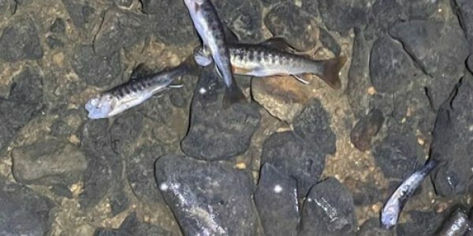 Ørreder i Skartved Bæk er døde på grund af udslippet af spildevand. Der er sket fiskedød på en vandløbsstrækning på cirka 1,7 km. Ørreder i Skartved Bæk er døde på grund af udslippet af spildevand. Der er sket fiskedød på en vandløbsstrækning på cirka 1,7 km. Foto: Kolding Kommune