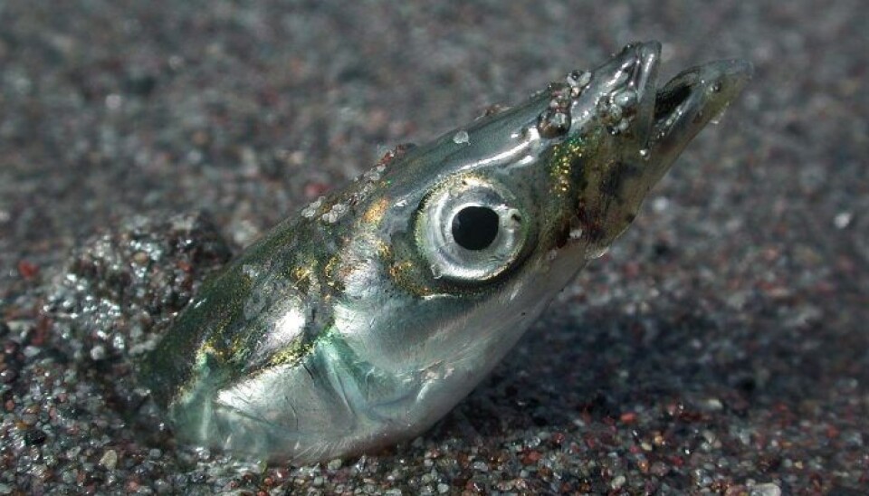 Nye vilkår for tobisfiskeri for fartøjer med kameramonitorering