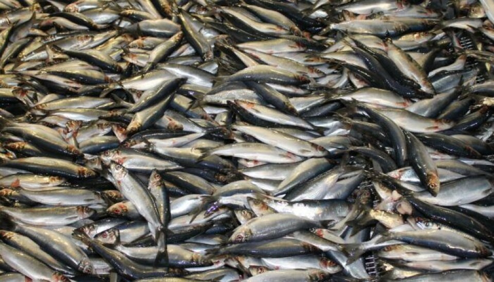 Forhøjelse af kystfisker-rationsmængden for sild i den vestlige Østersø