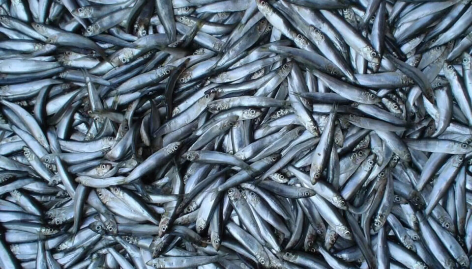 Brisling.
