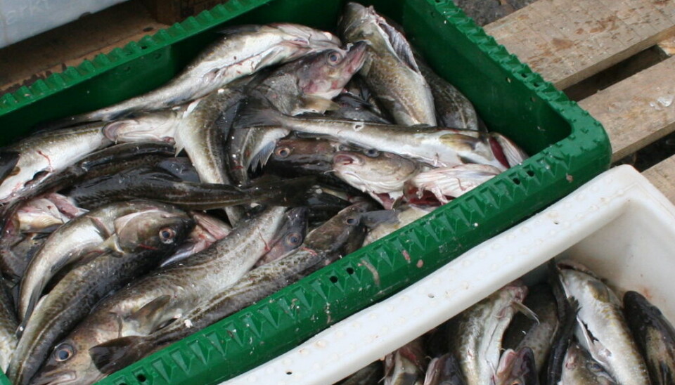 Kvartals-rationer for mindre aktive fartøjer i 2025