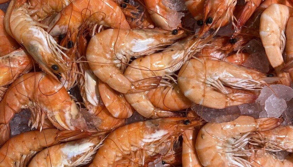 Royal Greenland introducerer plastikfri emballage til rejer