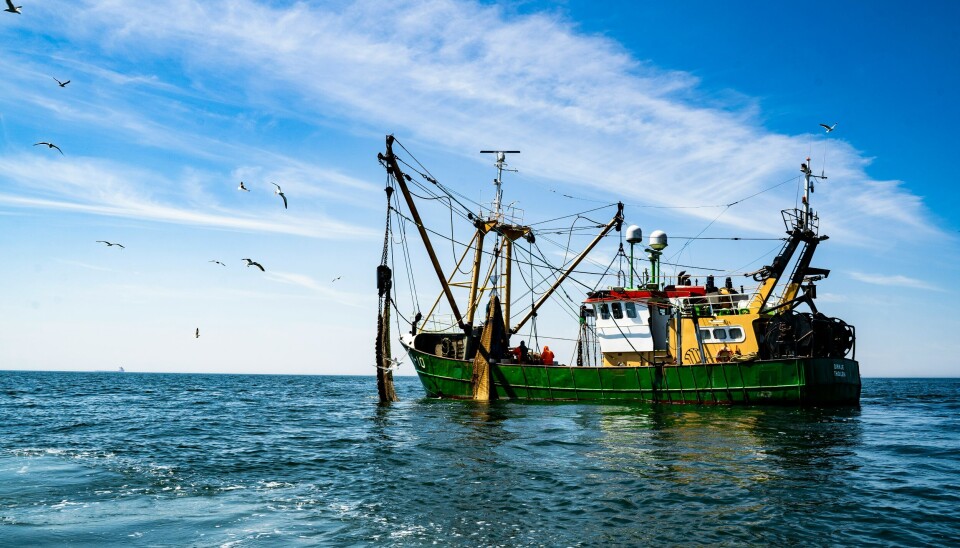 Havnatur i Jammerbugten lider under fiskeri med bomtrawl