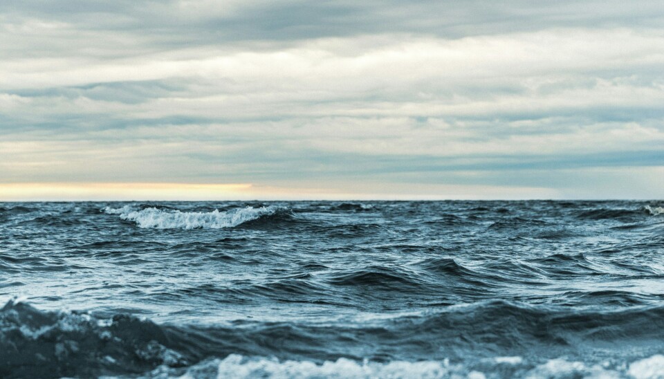 Danmarks næste nationalpark skal placeres til søs