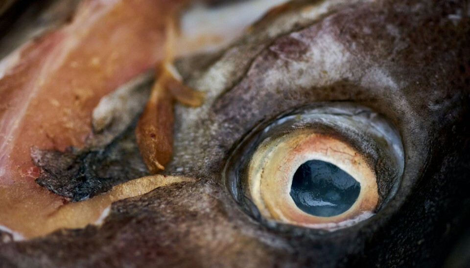 831.000 kroner for 14 tons torsk