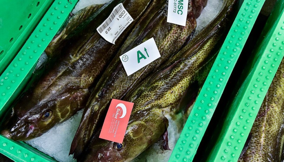 Alene på de første tre dage i denne uge forventer fiskeauktionen i Hanstholm at sælge næsten 200 ton store torsk