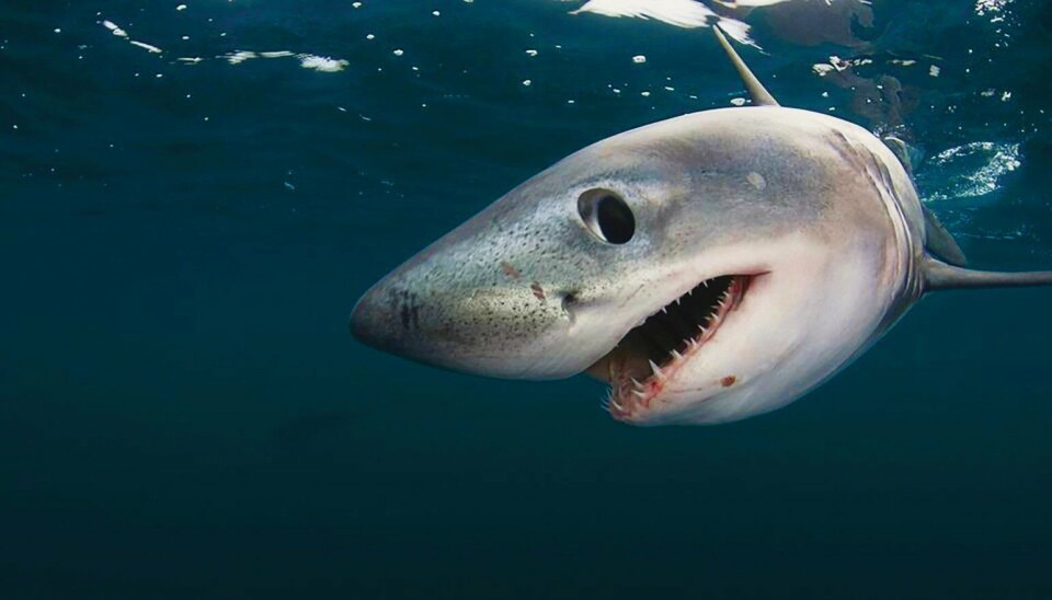 Dansk donation til nyt oceanarium på Færøerne