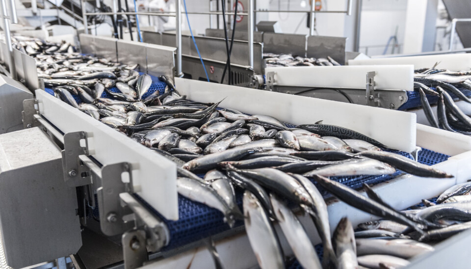 Scandic Pelagic står blandt andet for at filetere sild og leverer dermed den lækre spisefisk til alverdens frokostborde.