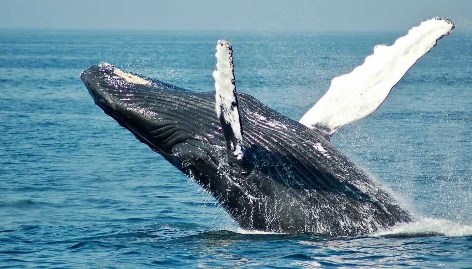 Pukkelhvaler kan nå en længde på op mod 15 meter og en kampvægt på mellem 25 og 30 tons. Hvalen på billedet er ikke den, som opslugte kajakroeren.