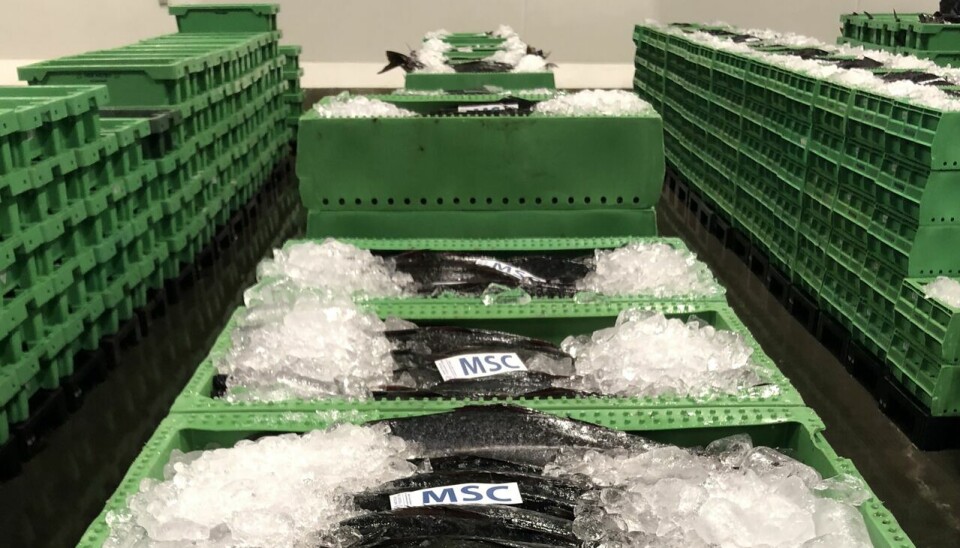 Knap 300 ton fisk var mandag under hammeren på Hanstholm Fiskeauktion.