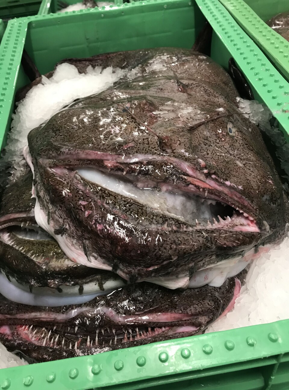 Tæt på Strandby Fiskeauktion