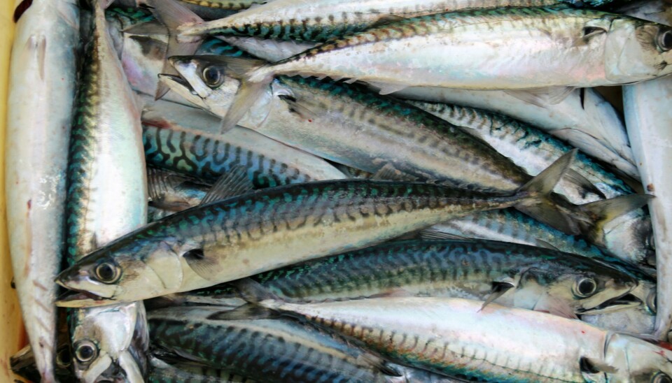 Fiskefartøj søges til at deltage i makrel-trawltogt