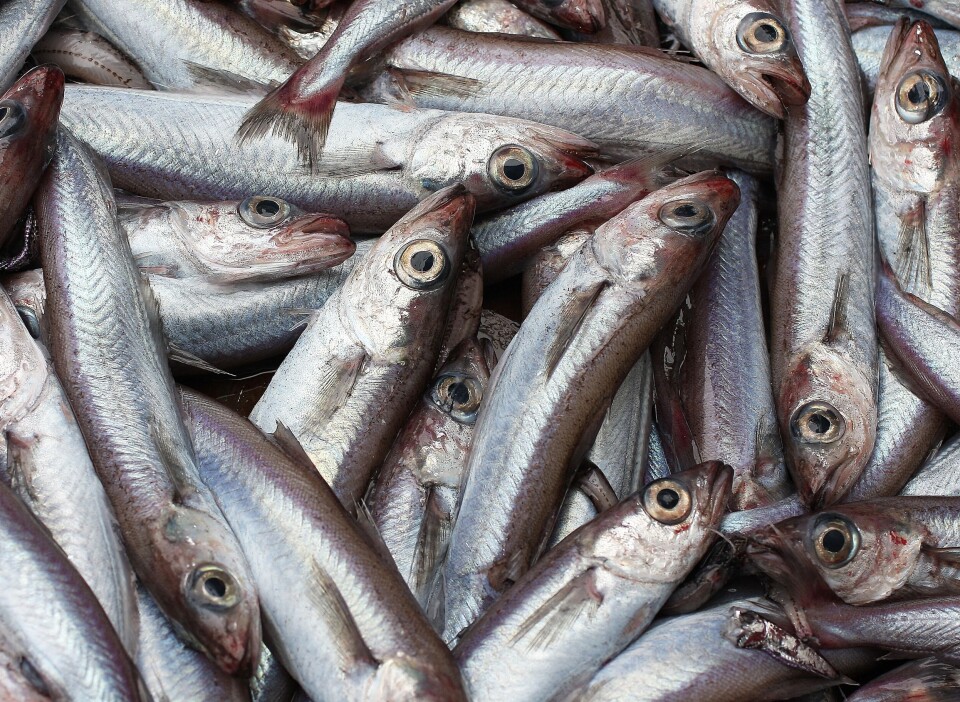 Projektet åbner for nye muligheder inden udnyttelse af pelagisk fisk og restråstoffer fra fiskeindustrien.